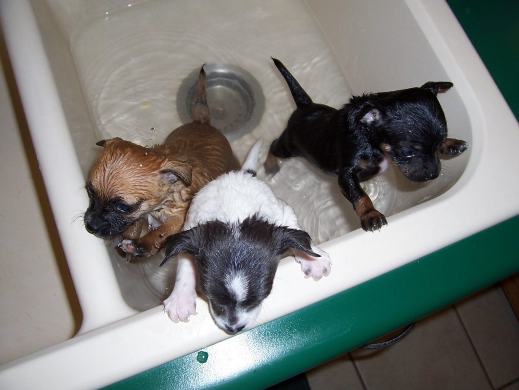 Faire prendre un bain à son chien